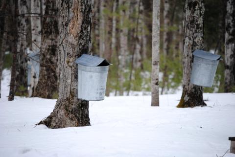 Buckets hooked up to maple trees for maple tapping. 